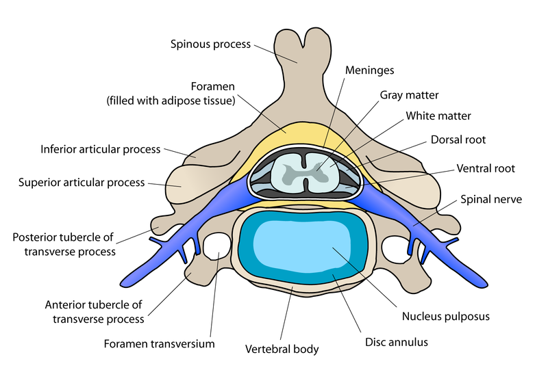 Файл:Cervical vertebra english.png