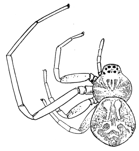 File:Common Spiders U.S. 111.png