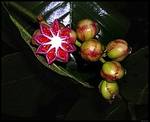 Dillenia suffruticosa fruit.jpg