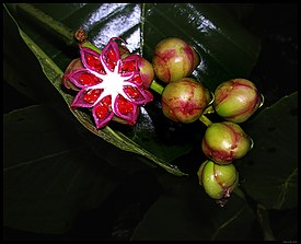 Дилления кустарниковидная