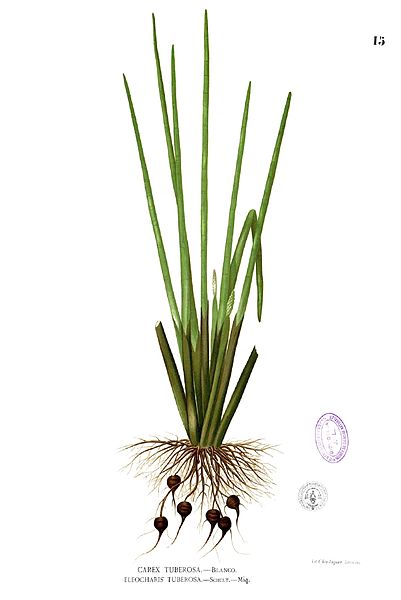 File:Eleocharis dulcis Blanco1.15.jpg