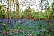 Evening bluebells, Banstead Woods. Photo by Allen Watkin.