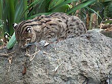 A fishing cat in the San Diego Zoo laying on its stomach ontop of a large rock. Its head is facing leftwards and there are tall green vegetation behind the animal.