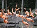 Flamingos at Miami Metro Zoo.