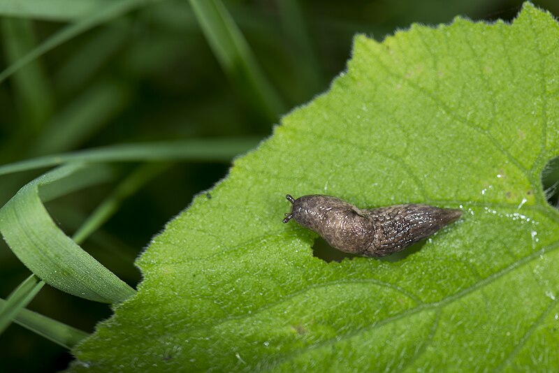 File:Gastropoda (42375124221).jpg