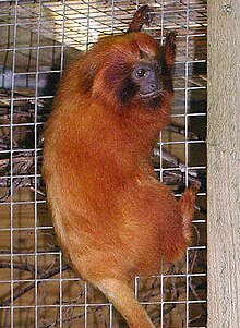 Golden Lion Tamarin cropped.jpg