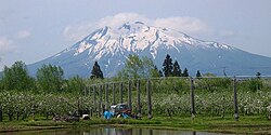 蘋果園與岩木山