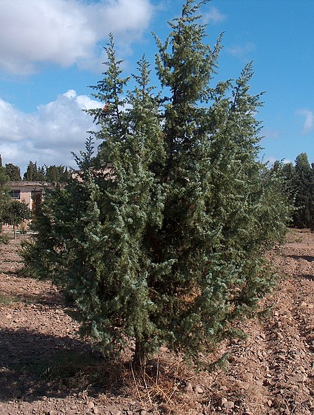 Archivo:Juniperus oxycedrus g1.jpg