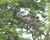 Brood of eight fledglings calling to be fed