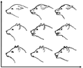 Image 20A drawing by Konrad Lorenz showing facial expressions of a dog - a communication behavior. X-axis is aggression, y-axis is fear. (from Dog behavior)