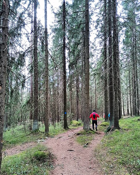 Файл:Metsä maaliskuussa.jpg