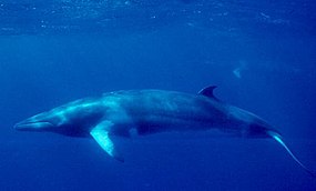 A whale with a dark brown back and a creamy-white underside, tailfin, and pectoral fins