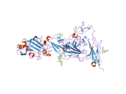 2gy7: Angiopoietin-2/Tie2 Complex Crystal Structure