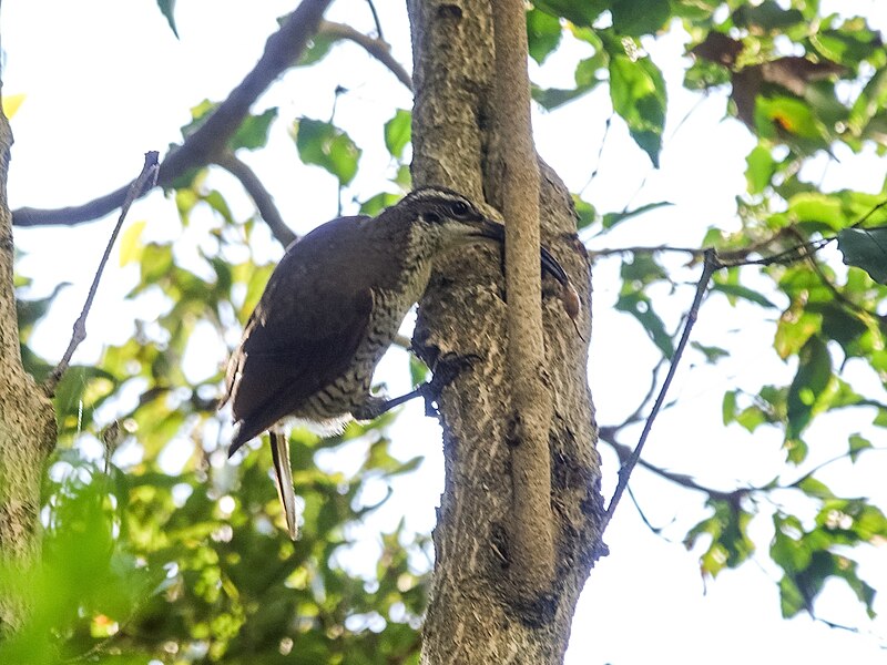 File:Paradise Riflebird (32253202071).jpg