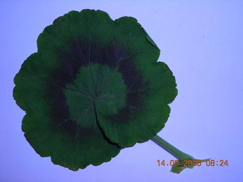 Archivo:Pelargoniumhortorumhoja-front.jpg