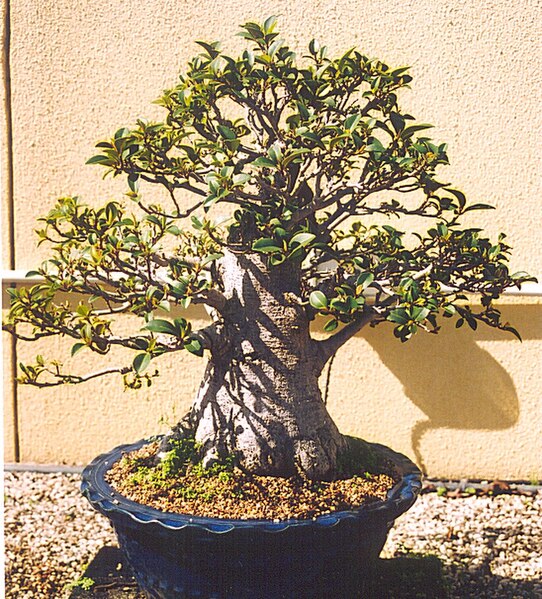 File:Pjfigbonsai.jpg