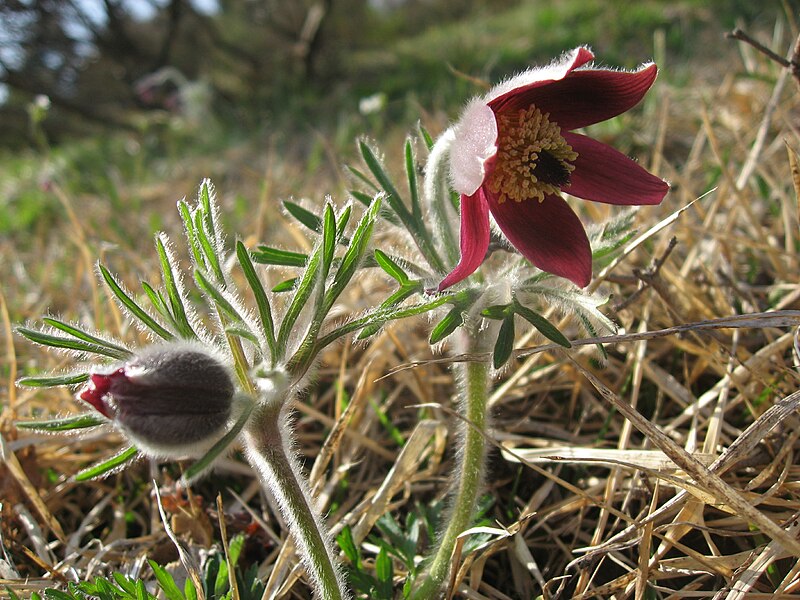 Файл:Pulsatilla cernua 1.JPG