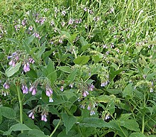 Russian comfrey 800.jpg