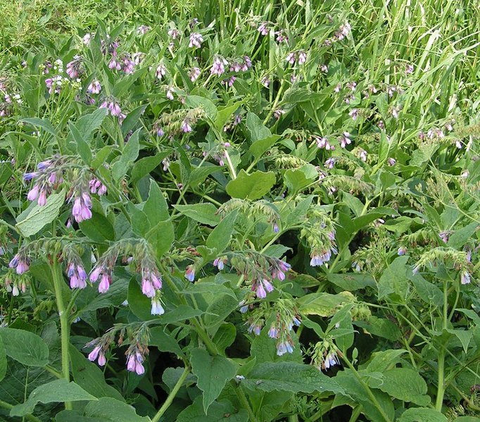 Файл:Russian comfrey 800.jpg