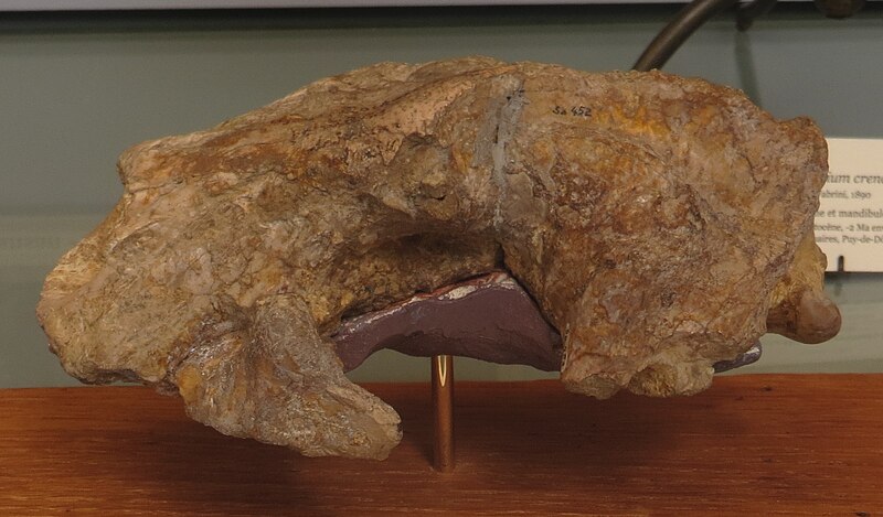 File:Sansanosmilus palmidens skull.jpg