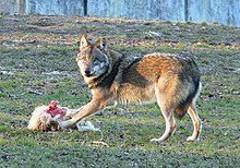 Tierpark Sababurg Wolf.jpg