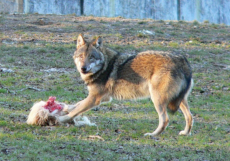 File:Tierpark Sababurg Wolf.jpg