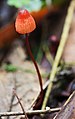 17 - Cruentomycena viscidocruenta