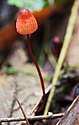 17 - Cruentomycena viscidocruenta