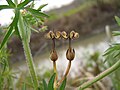 Geranium dissectum