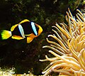 Yellowtail clownfish (Amphiprion clarkii) with sea anemone.