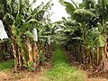 Single row planting of banana.