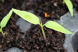 Ghost pepper leaf, about 10-day-old plant