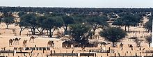 Camels in Tshabong, Botswana.jpg