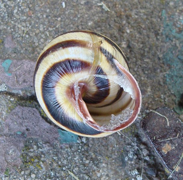 Файл:Cepaea vindobonensis1pl.jpg