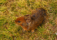 Hight Altitude Mountain Mouse at Chandrashila