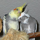 Cockatiels are social birds