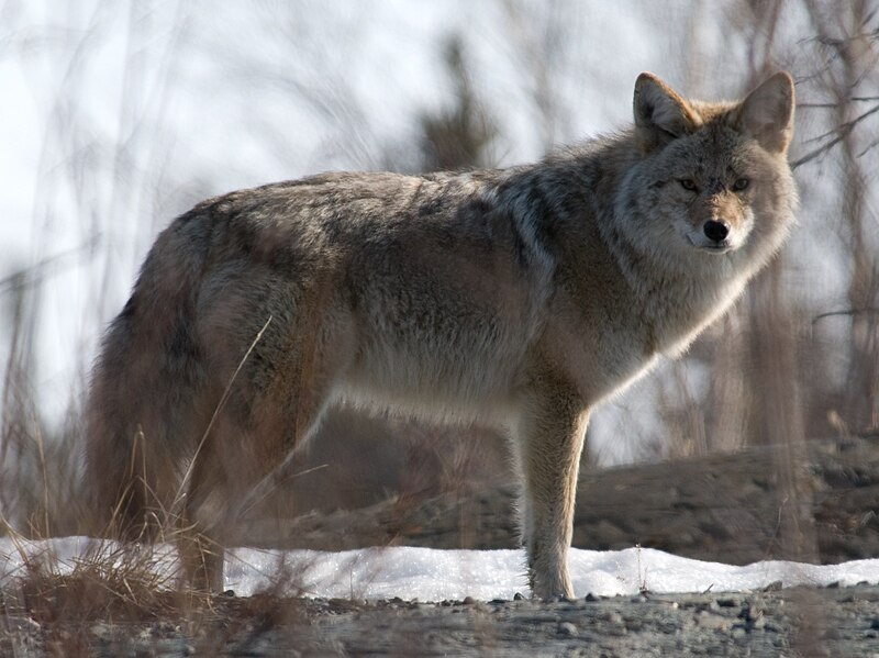 Файл:Coyote in Canada.jpg