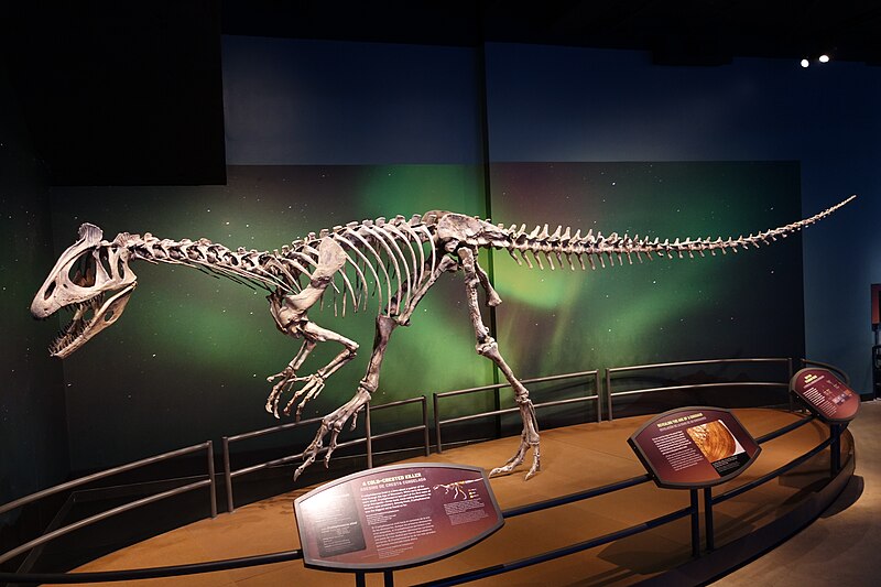 File:Cryolophosaurus skeletal mount.jpg