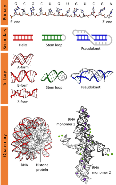 Archivo:DNA RNA structure (full).png