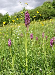 Dactylorhiza incarnata 190506.jpg