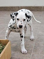 A three-month old Dalmatian