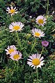 Erigeron trifidus Сделано