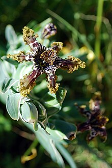 Ferraria crispa flowering.jpg