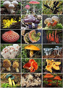 Fungi Diversity.jpg