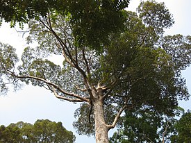 Dipterocarpus costatus