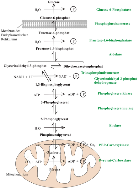 File:Gluconeogenese Schema 2.png