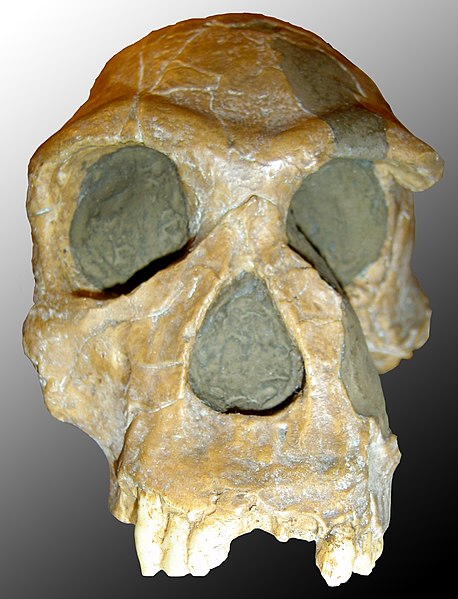 Файл:Homo habilis.jpg