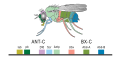 Image 22Expression of homeobox (Hox) genes in the fruit fly (from Evolutionary developmental biology)