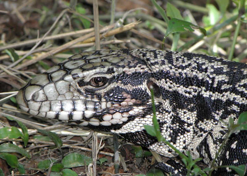 Archivo:Lagarto overo (Tupinambis merianae).JPG