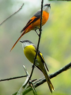 雄鳥（上）與雌鳥（下），攝於台灣台南